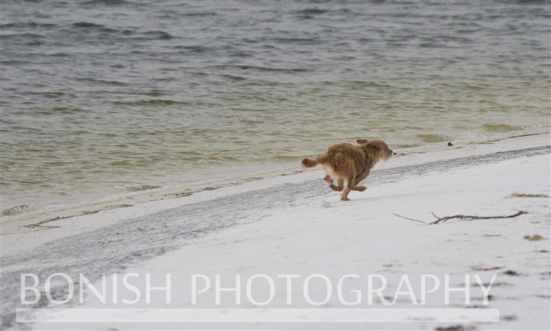 Beach_Dogs (2)