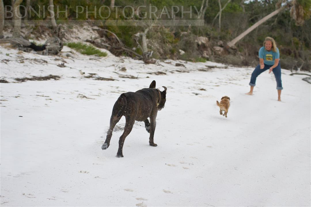 Beach_Dogs-4.jpg
