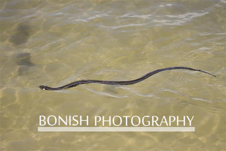 Common_Water_Snake