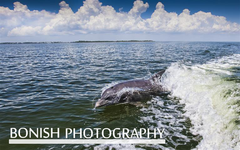 Dolphins_Blue_Skies