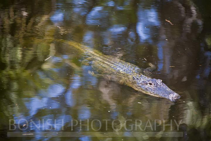 Alligator_Homosassa_River