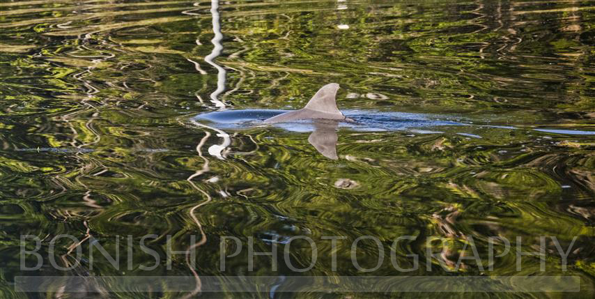 Dolphin_Reflections