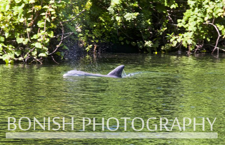 Dolphin_Surfacing