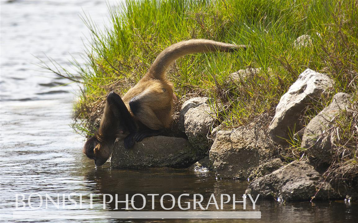 Spider_Monkey_Drinking