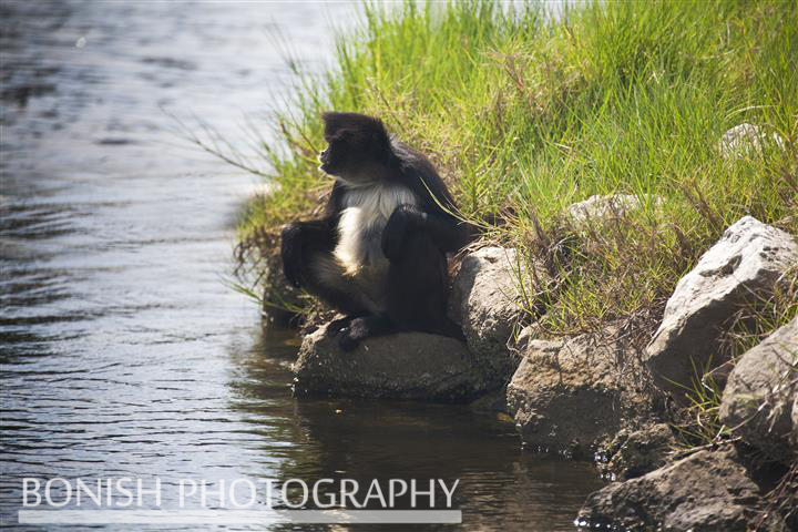 Spider_Monkey_Homosassa_River