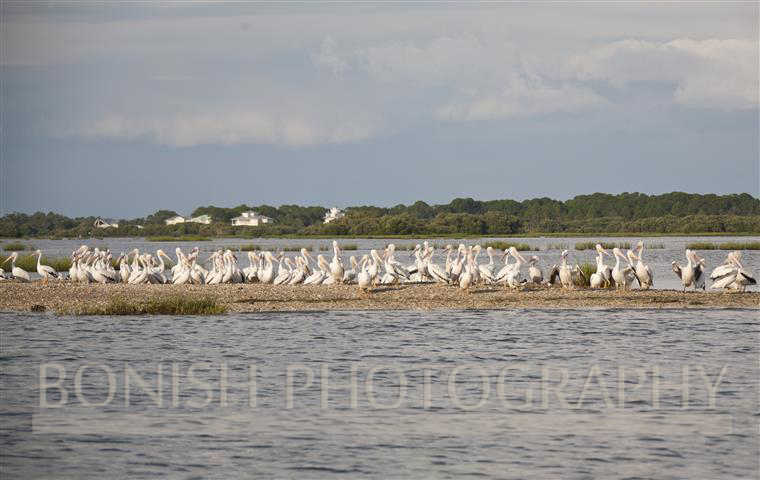 White_Pelicans_Cedar_Key