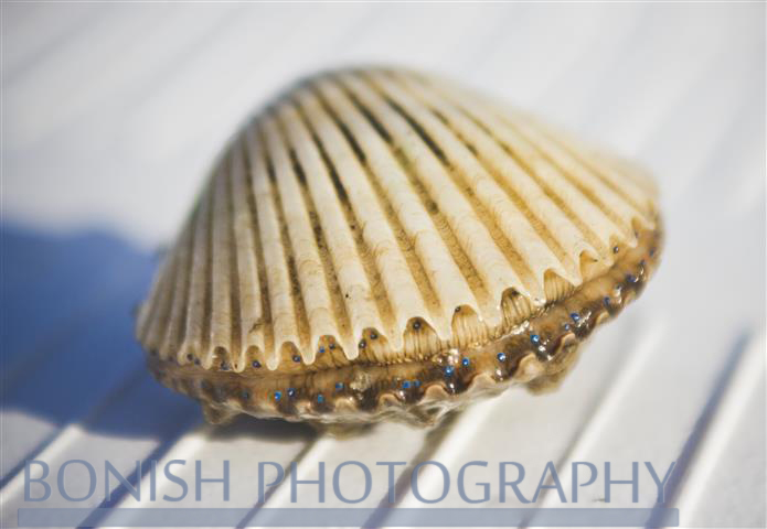 Bay_Scallop