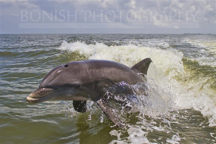 Bottle_Nosed_Dolphin