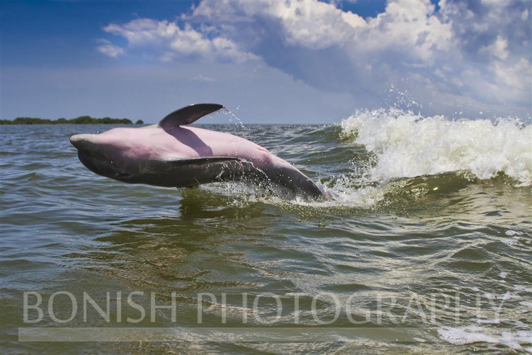 Pink_Belly_Dolphin