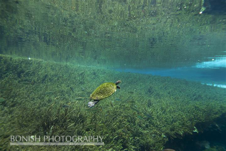 Swimming_Turtle