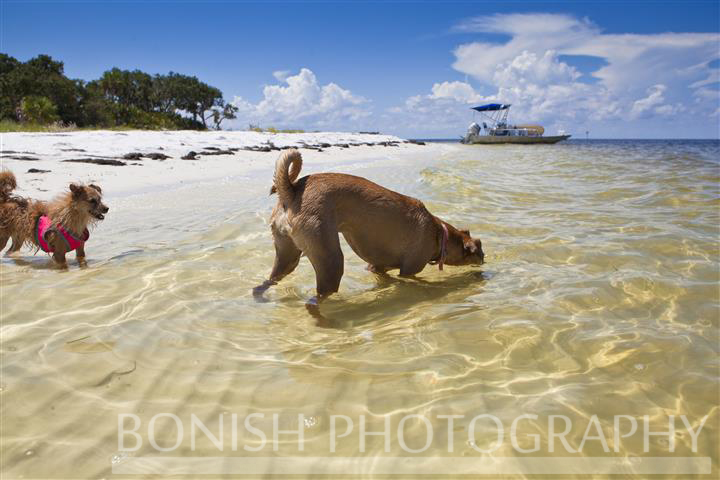 Beach Dogs, Florida, Cedar Key, Bonish Photo