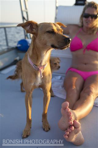 Boat Dogs, Boating, Bikini, Bonish Photo, Florida