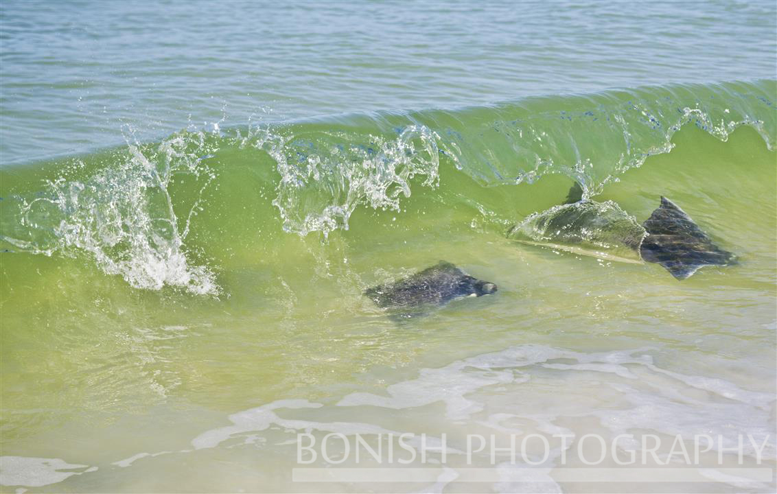Bonish Photography, Manta Ray, Swimming, Ocean