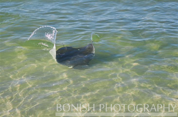 Bonish Photography, Manta Ray, Swimming, Ocean