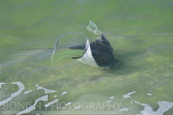 Bonish Photography, Manta Ray, Swimming, Ocean