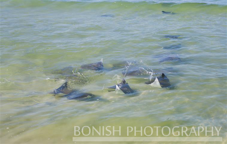 Ocean, Bonish Photography, Manta Ray, Swimming