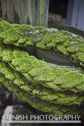 Bonish Photography, Rope, Nautical, Dock, Moss