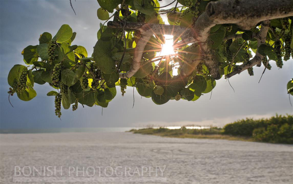 Bonish Photography, Sea Grape, Sun Set, 