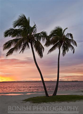 Palm Trees, Ocean, Florida