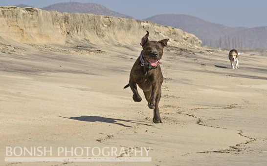 Bonish Photography, Dogs running on beach