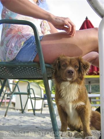 Virgin Islands, Cindy Bonish, Bonish Photography, Beach Dog