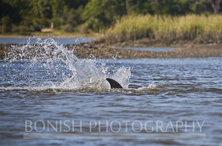 Bottle Nose Dolphin, Pat Bonish Photography, Cedar Key, Florida