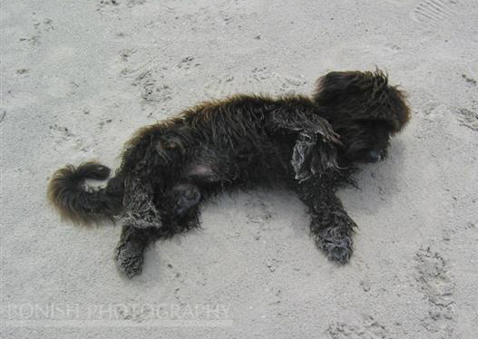 Beach Dog, Bonish Photography