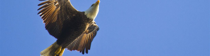 Bonish Photography, Bald Eagle, Bird in Flight, Cedar Key