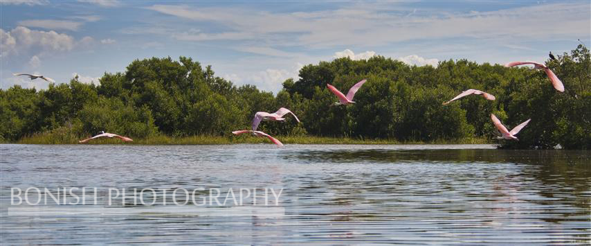 Birds, Pat Bonish Photography, Florida, Hidden Coast