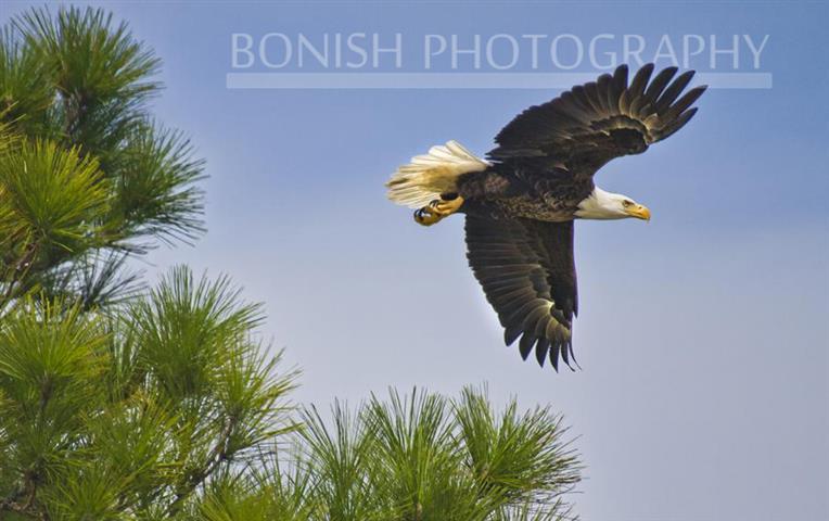 Bald Eagle, Pat Bonish Photography, Cedar Key, Florida