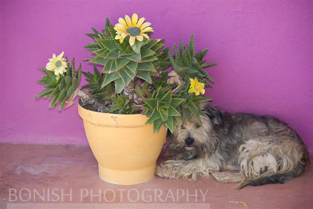 Bonish Photography, Beach Dog, Island Dog