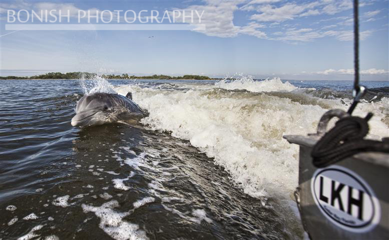 Dolphin, Boat Wake, Bonish Photography, Cedar Key, Florida