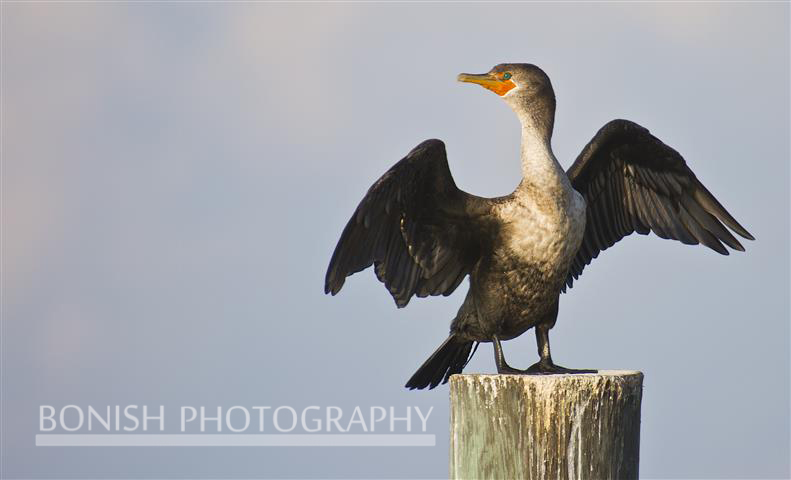 Immature Double Breasted Cormorant, Bird, Bonish Photography, Cedar Key