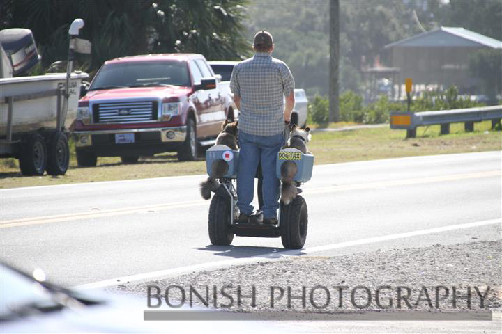 Segway, Dog Taxi, Bonish Photography