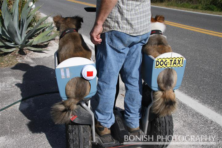 Segway, Dog Taxi, Bonish Photography