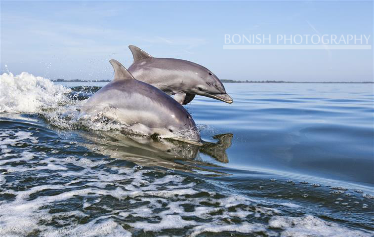 Dolphin, Gulf of Mexico, Cedar Key, Bonish Photogaphy