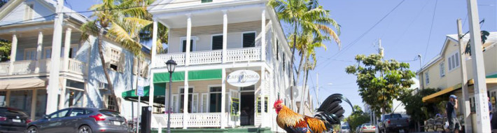 Rooster on Duval Street, Key West, Bonish Photography
