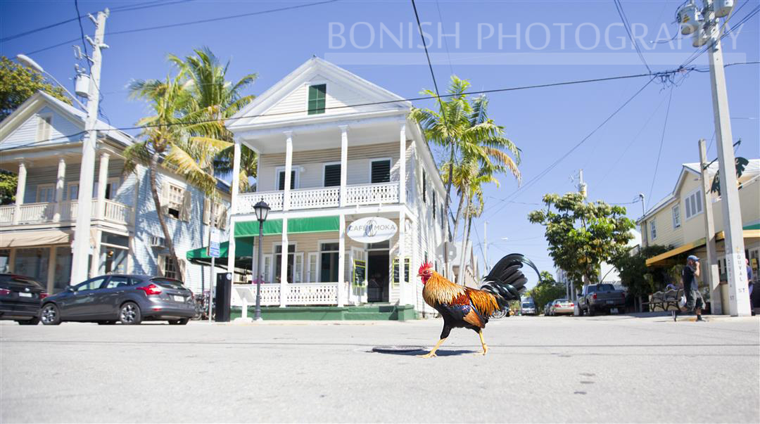 Rooster on Duval Street, Key West, Bonish Photography