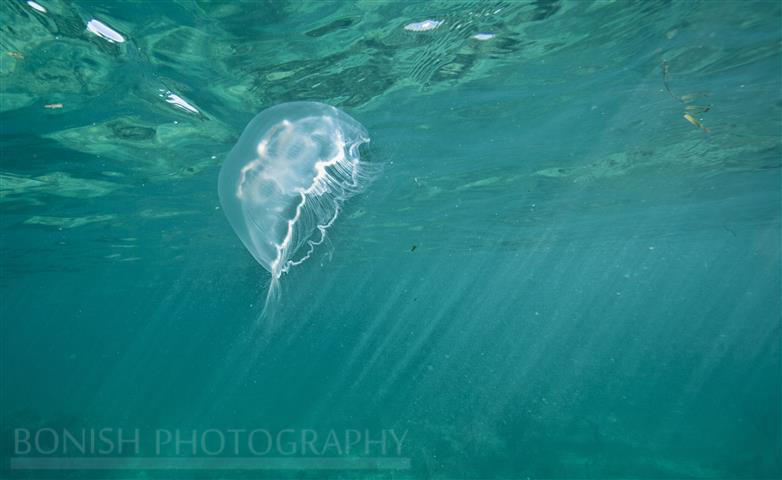 Moon Jelly Fish, Mellow Ventures, Key West, Florida, Bonish Photography, Underwater Photography