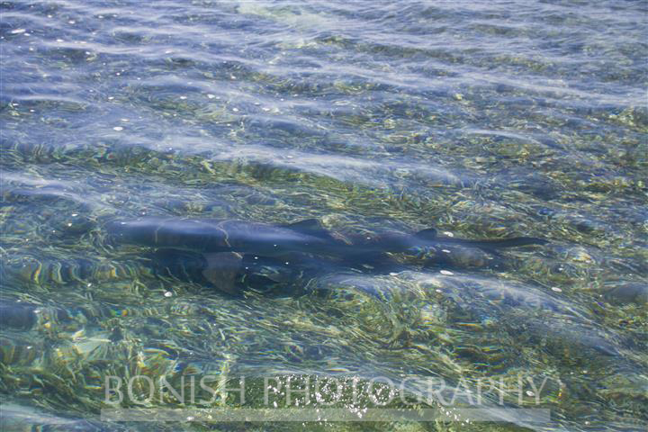 Shark, Key West, Bonish Photography