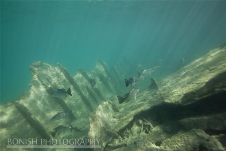 Sunken Hull, Key West, Mellow Ventures, Bonish Photography, Underwater Photography