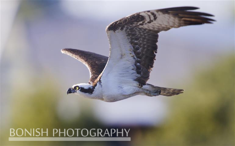 Osprey, Bird in Flight, Bonish photography, Pat Bonish, Cedar Key