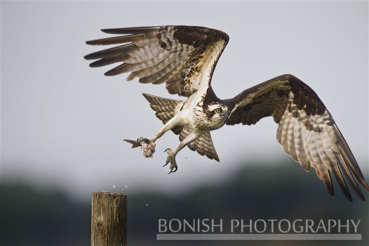 Osprey, Bird in Flight, Bonish Photography, Pat Bonish, Cedar Key