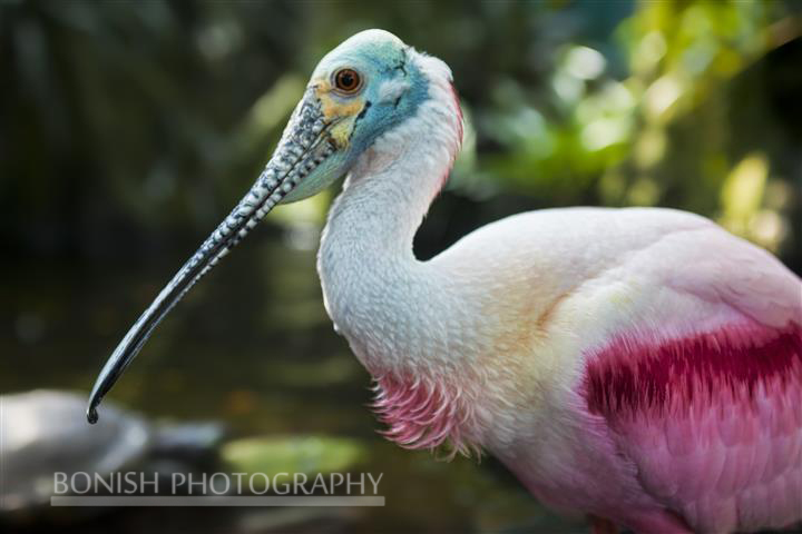 Roseate Spoonbill, Bird, Bonish Photography, Pat Bonish, Tropical Bird
