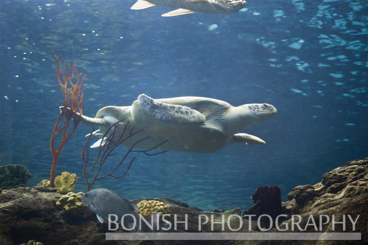 Underwater Photography, Sea Turtle, Tampa Aquarium, Bonish Photography, Pat Bonish