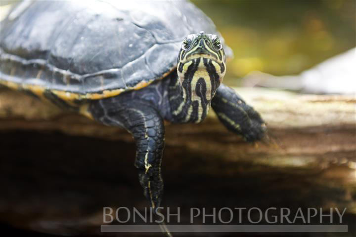 Turtle, Yellow Bellied Slider, Bonish Photography, Pat Bonish