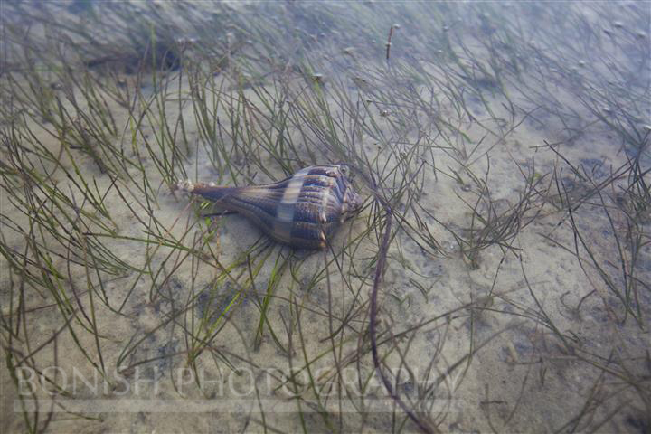 Conch, Sea Life, Bonish Photography