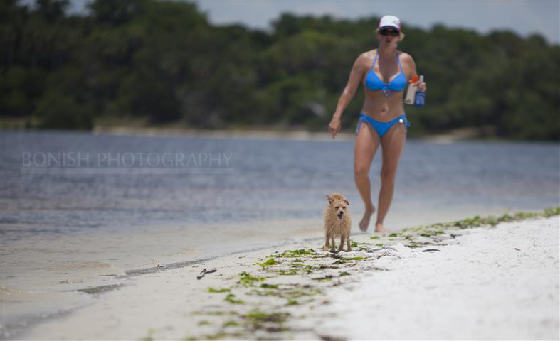 Beach Dog, Bonish Photography, Bikini, Cindy Bonish