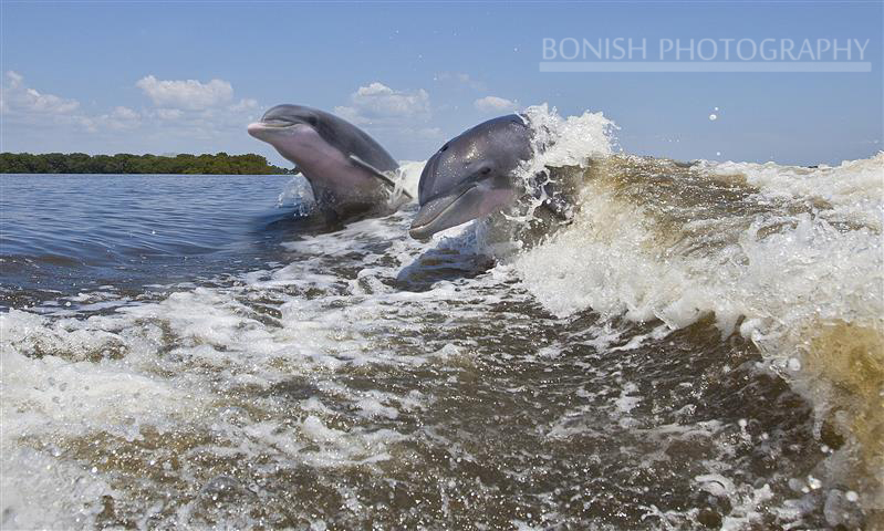 Dolphin, Bottle Nosed Dolphin, Bonish Photography, Cedar Key
