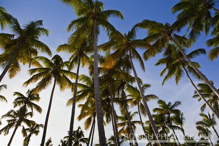 Coconut Palms, Tropical, Bonish Photography